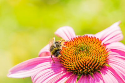 Close-up of honey bee on pink flower