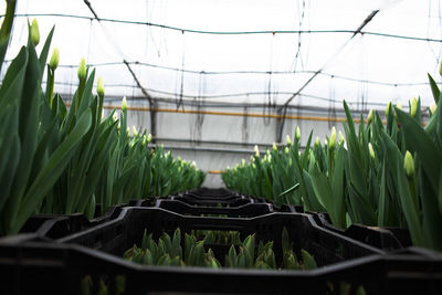 Close-up of potted plants in greenhouse