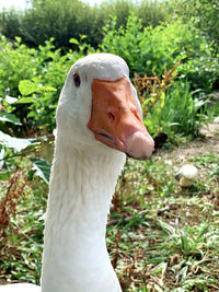 Close-up of a bird on field