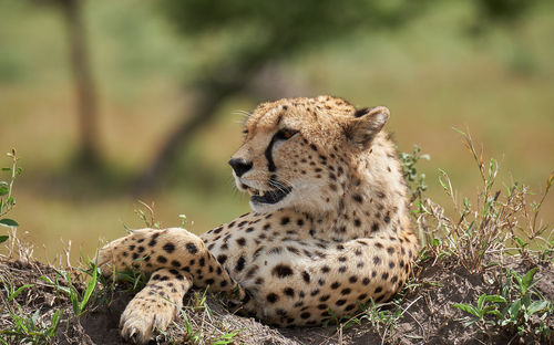 Cheetah male walking and looking for prey