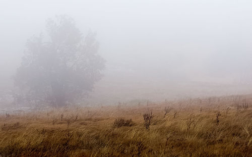 Trees on field against sky during foggy weather