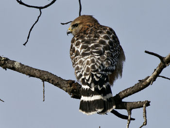 Low angle view of eagle perching on tree against sky