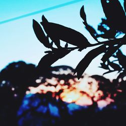 Low angle view of flowers against blue sky