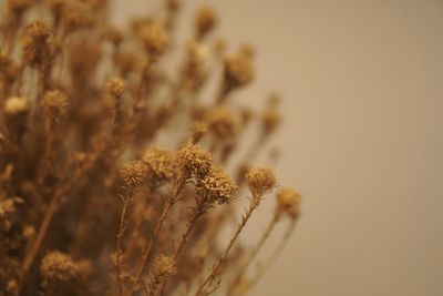 Close-up of dried flower on field