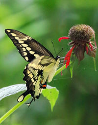 Close-up of butterfly pollinating on flower