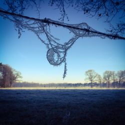 Tree on field against clear sky