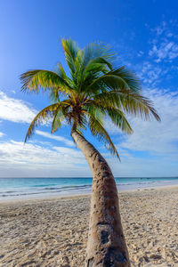 Coconut palm tree on beach against sky