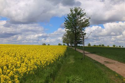 Scenic view of oilseed rape field against sky