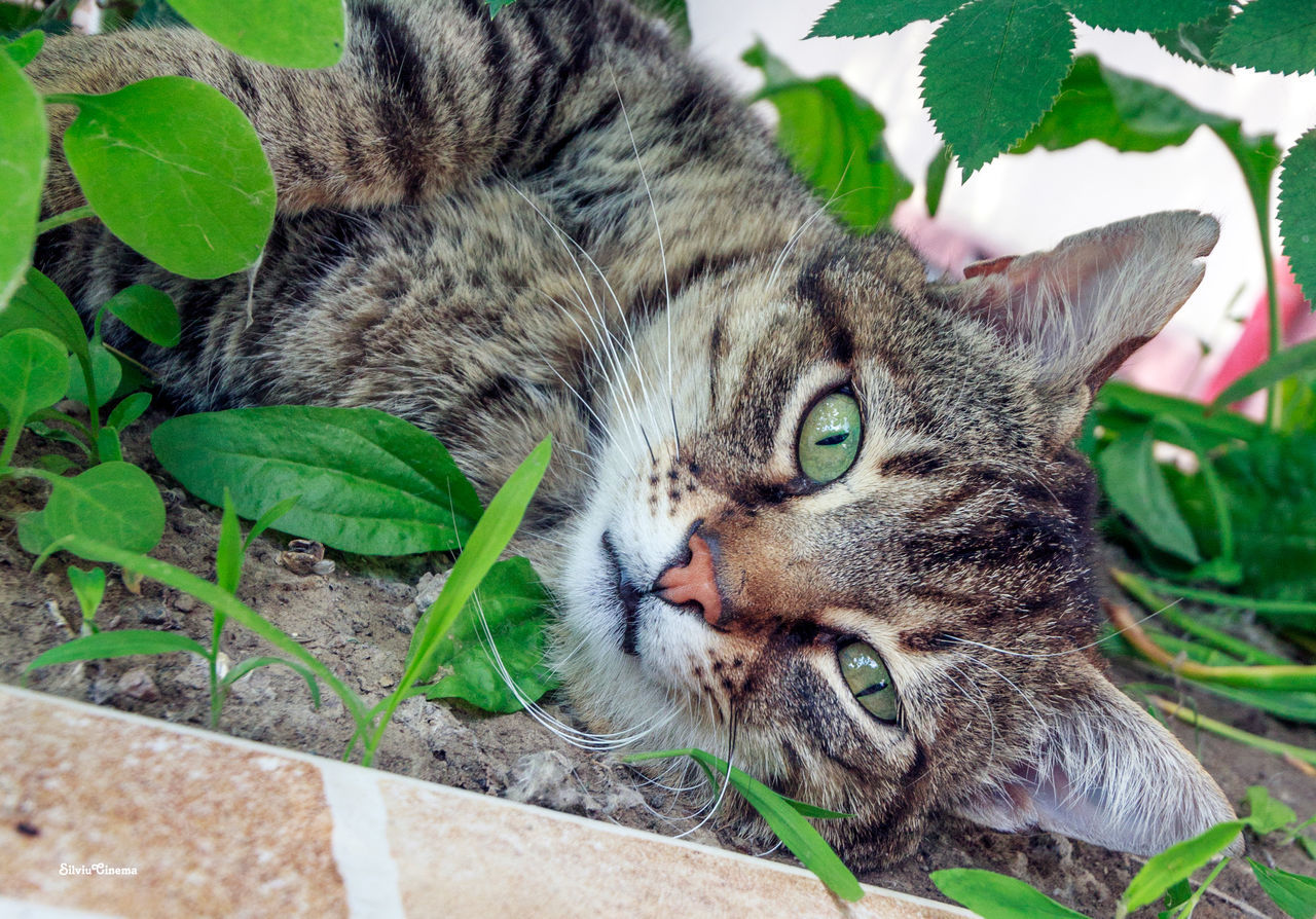 PORTRAIT OF CAT RELAXING ON PLANT