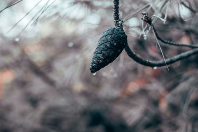 Close-up of tree