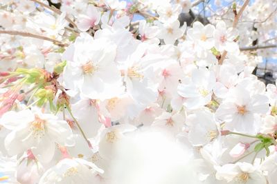 Full frame shot of white flowers