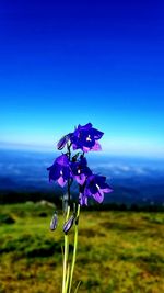 Close-up of purple flowering plant on field against blue sky