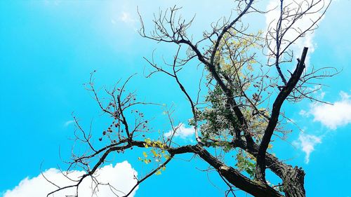 Low angle view of bare tree against clear sky