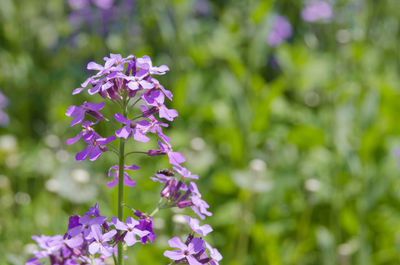 Close-up of purple flowering plant