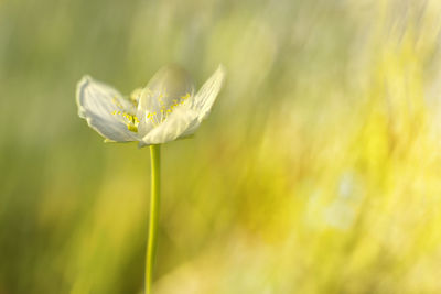 Close-up of daisy flower