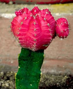 Close-up of red prickly pear cactus