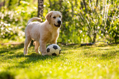 Young golden retriever dog playing with a ball