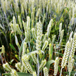 Close-up of plants growing on field