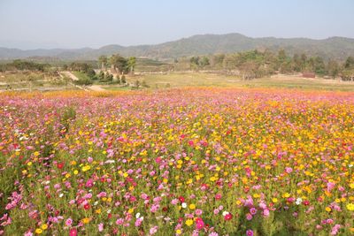 View of flowers growing in field