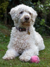 Portrait of dog sitting outdoors