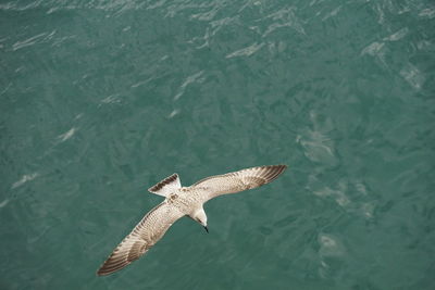 High angle view of seagull flying over sea