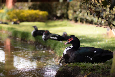 Duck swimming in lake