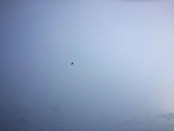 Low angle view of birds flying against clear sky