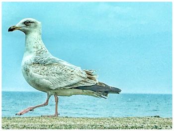 Close-up of seagull perching on shore against clear sky