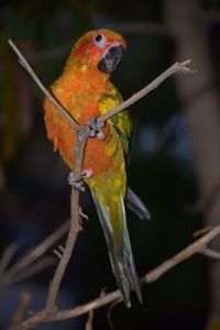 Close-up of bird perching on branch