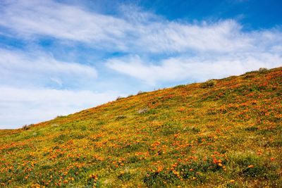 Low angle view of trees on landscape against sky