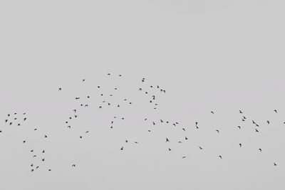 Low angle view of birds flying in sky