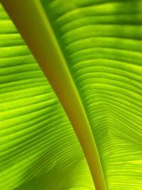 Full frame shot of palm leaves