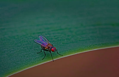 Close-up of fly