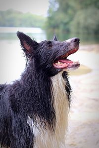 Close-up of a dog looking away