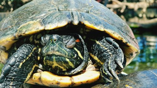 Close-up of a turtle