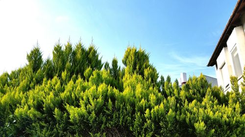 Low angle view of trees against blue sky