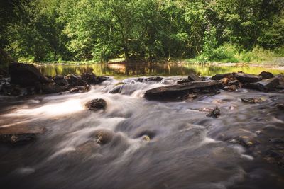 River flowing through forest