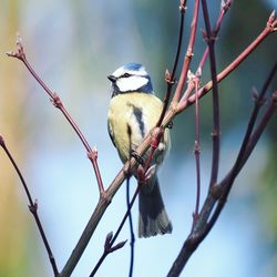 Close-up of bird perching on branch