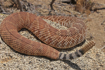 Close-up of lizard on land