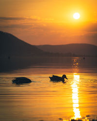 Silhouette of ducks in lake during sunset