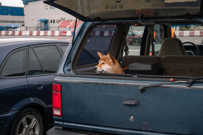 Dog in the trunk of a car in the parking lot looks to the side