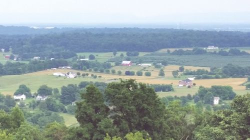 Trees on landscape