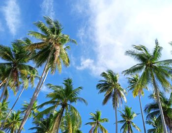 Low angle view of palm trees against sky