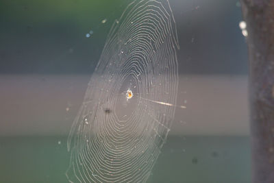 Close-up of spider on web