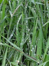 Full frame shot of wet leaves on rainy day