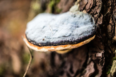 Close-up of mushroom growing on rock