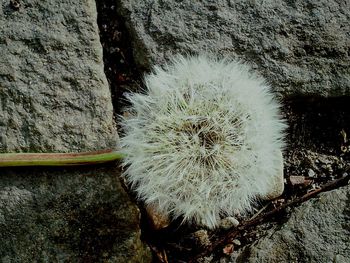 Close-up of white dandelion