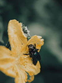 Close-up of bee pollinating on flower