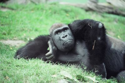 Monkey on field