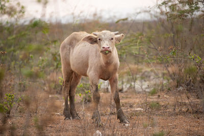 Portrait of cow standing on field